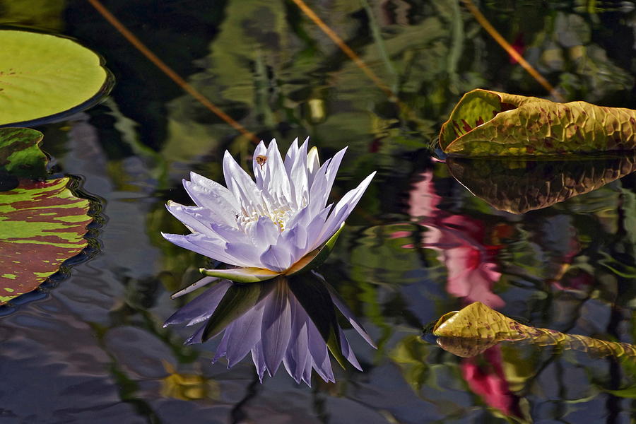 Magical Waterlily World Photograph by Byron Varvarigos
