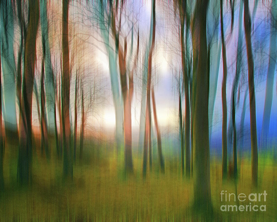 Magical Woods #1 Photograph by Edmund Nagele FRPS