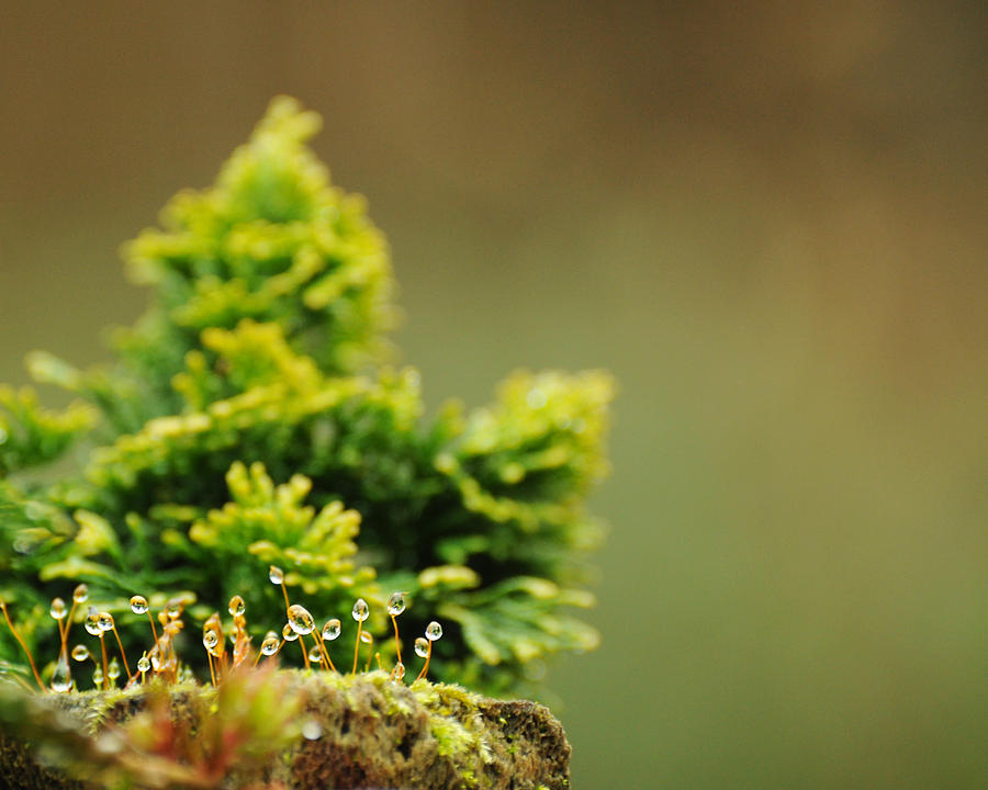 Miniature Landscape Photograph - Magical World of Green and Gold by Rebecca Sherman
