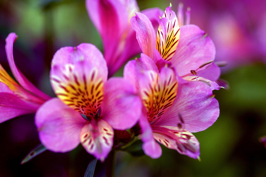 Flower Photograph - Magneta Alstroemeria by Geoff Campbell