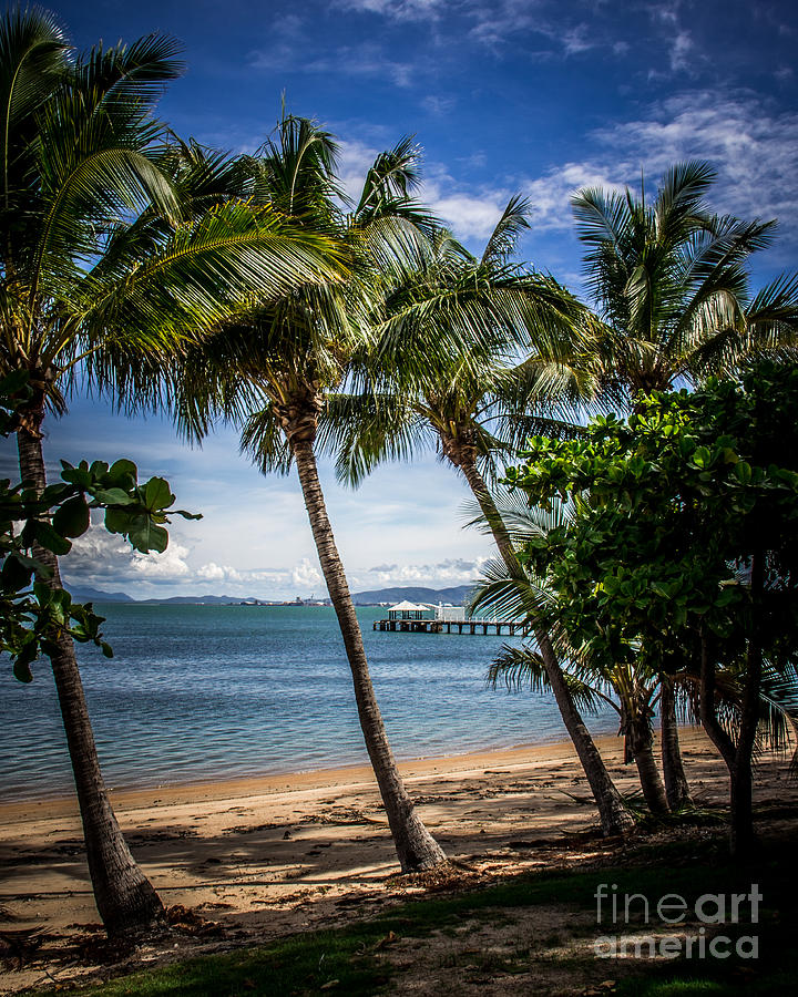 Magnetic Island Palms Photograph by Perry Webster