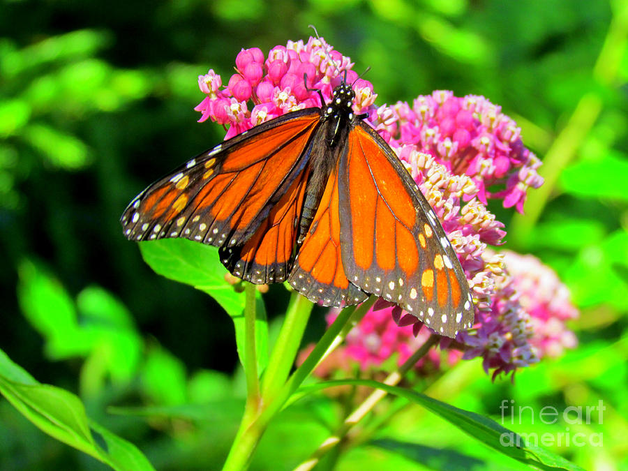 Magnetic Monarch Butterfly Photograph