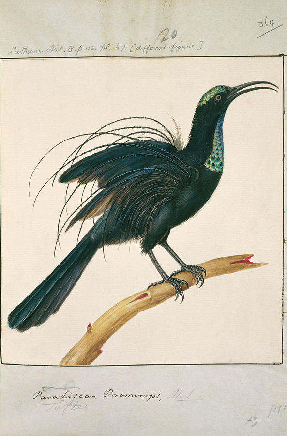 Magnificant Riflebird Photograph by Natural History Museum, London/science Photo Library