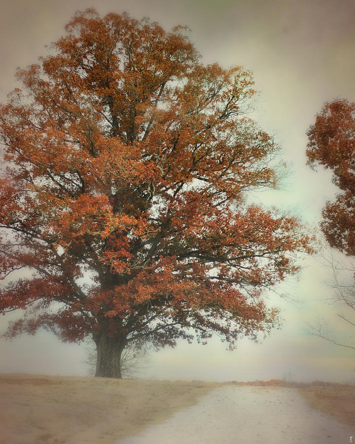 Magnificence - Foggy Autumn Scene Photograph by Jai Johnson