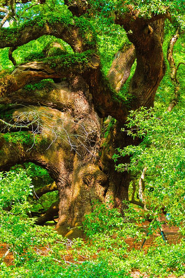 Magnificent Angel Oak Photograph by Louis Dallara