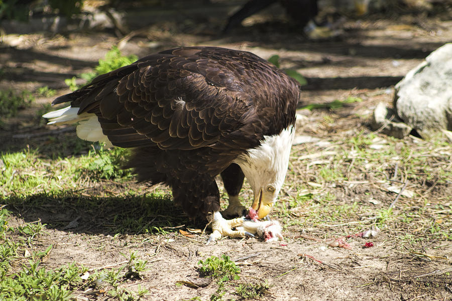 Magnificent Bald Eagle Breakfast Photograph by Kathy Clark