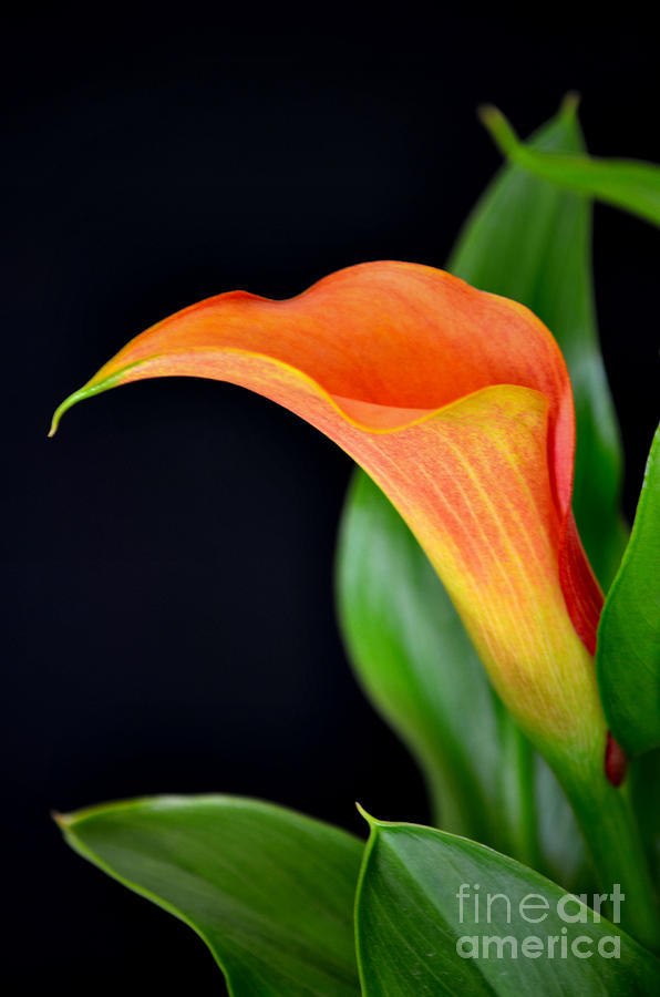 Lily Photograph - Magnificent Beauty by Deb Halloran
