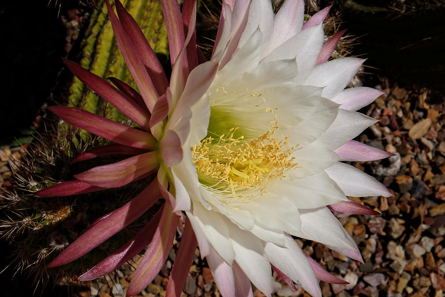 Magnificent Bloom Photograph by Lucinda Walter