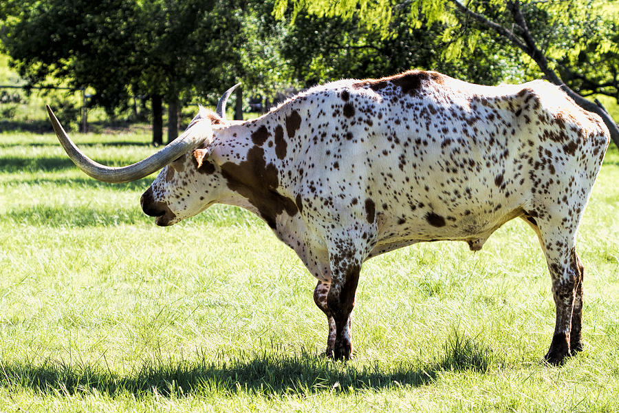 Magnificent Brown and White Texas Longhorn Photograph by Kathy Clark