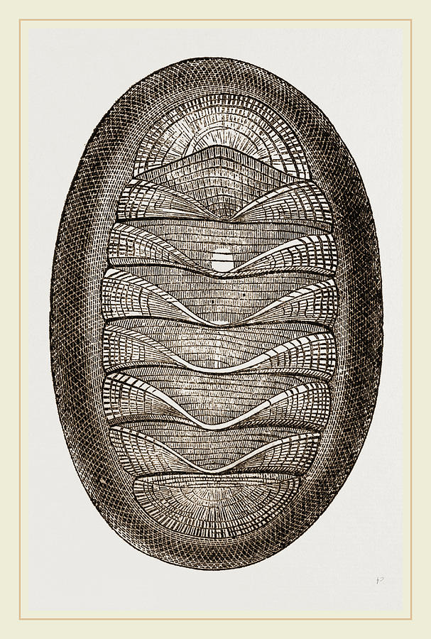 Magnificent Chiton Drawing by Litz Collection - Fine Art America