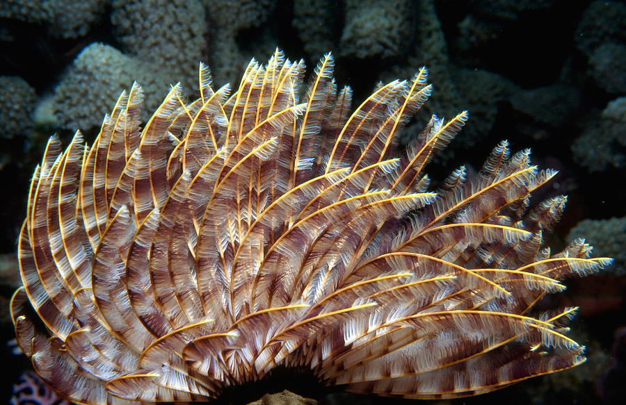 Magnificent Feather Duster Worm Photograph by Mary Beth Angelo