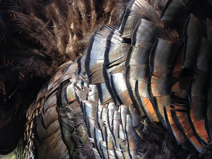 Magnificent Feathers Photograph by Kate Gibson Oswald