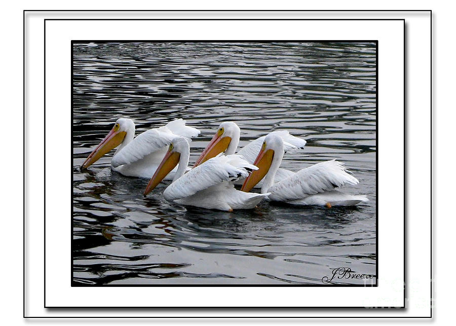 Magnificent Four American White Pelicans Photograph by Jennie Breeze