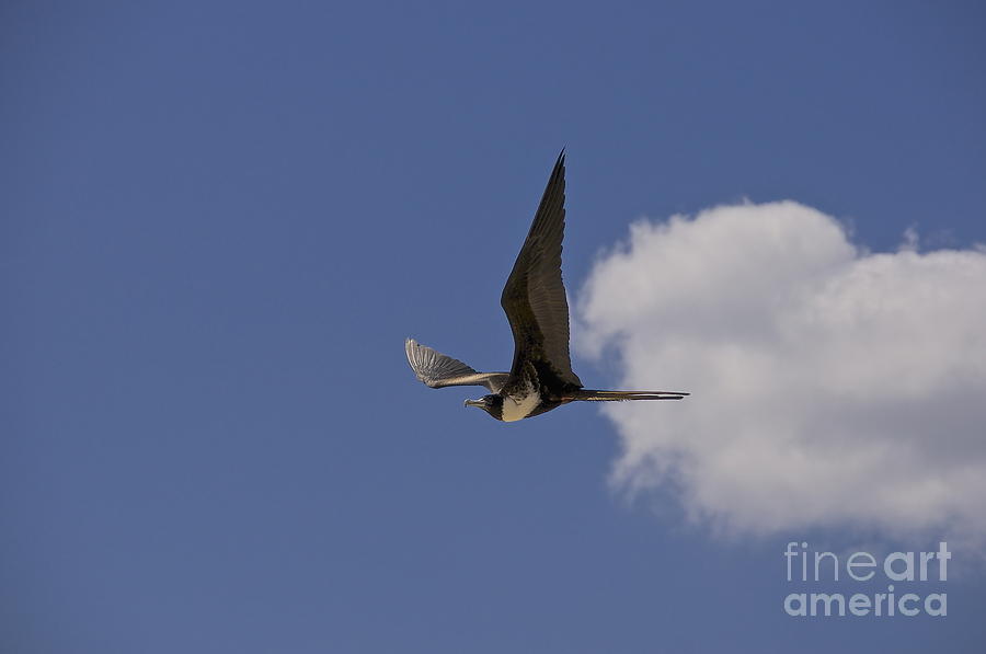 Magnificent Frigatebird Photograph by Sean Griffin