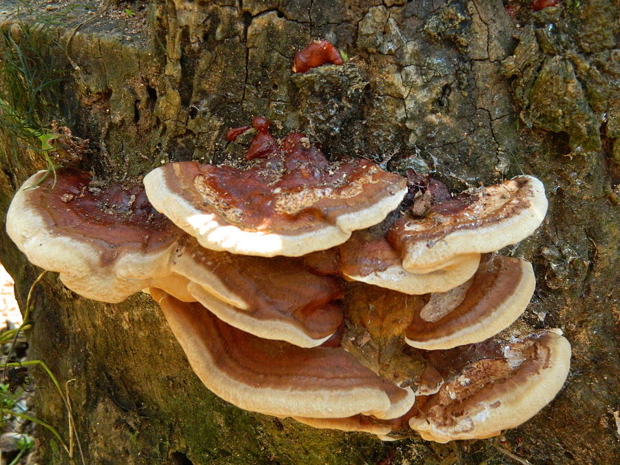 Magnificent Fungus on a Stump Photograph by Kathy Barney