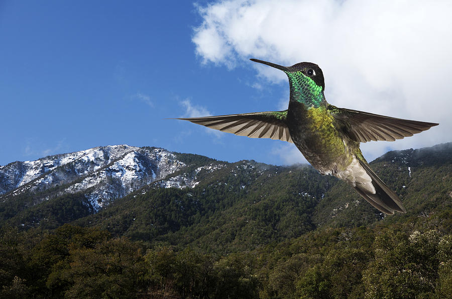 Magnificent Hummingbird and Madera Canyon Photograph by Gregory Scott