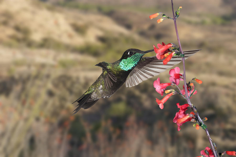 Magnificent hummingbird and Ocitillo Photograph by Gregory Scott