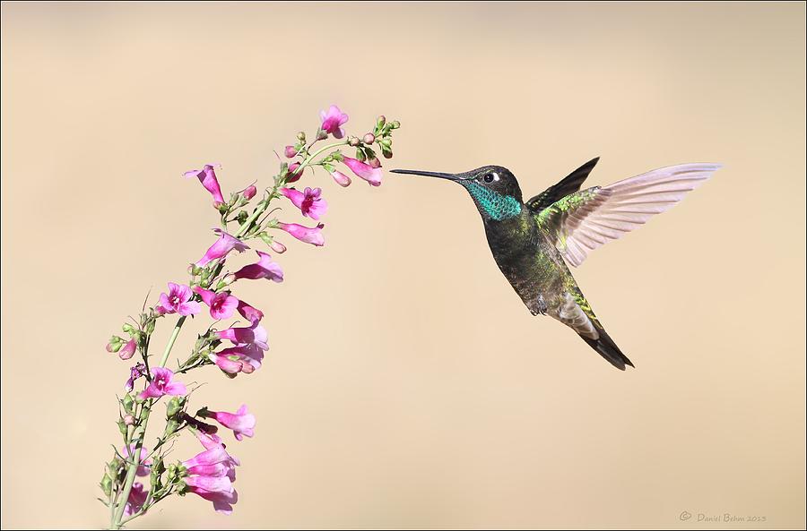 Hummingbird Photograph - Magnificent Hummingbird by Daniel Behm