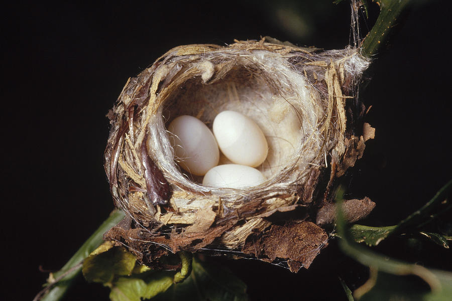 Magnificent Hummingbird Eggs Photograph by Gerry Ellis