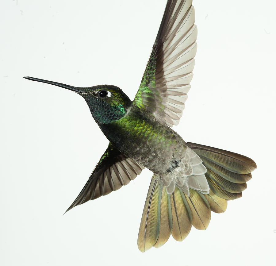 Magnificent Hummingbird - Eugenes fulgens Photograph by Gregory Scott
