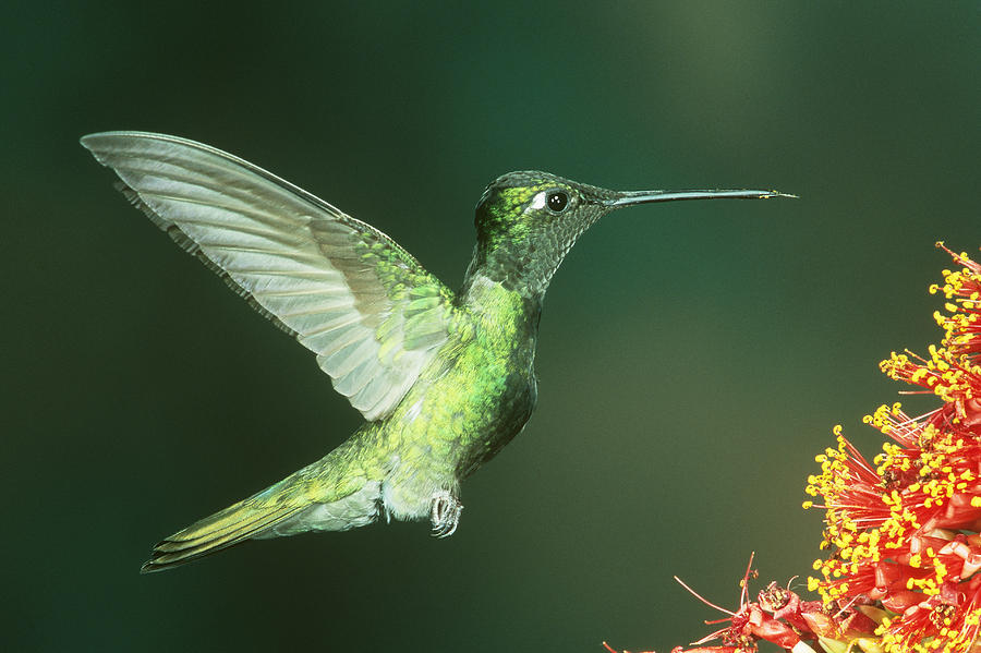 Magnificent Hummingbird Hovering Photograph by Gerald C. Kelley