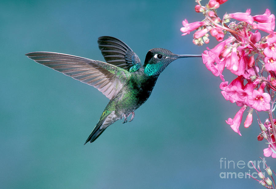 Hummingbird Photograph - Magnificent Hummingbird Male by Anthony Mercieca