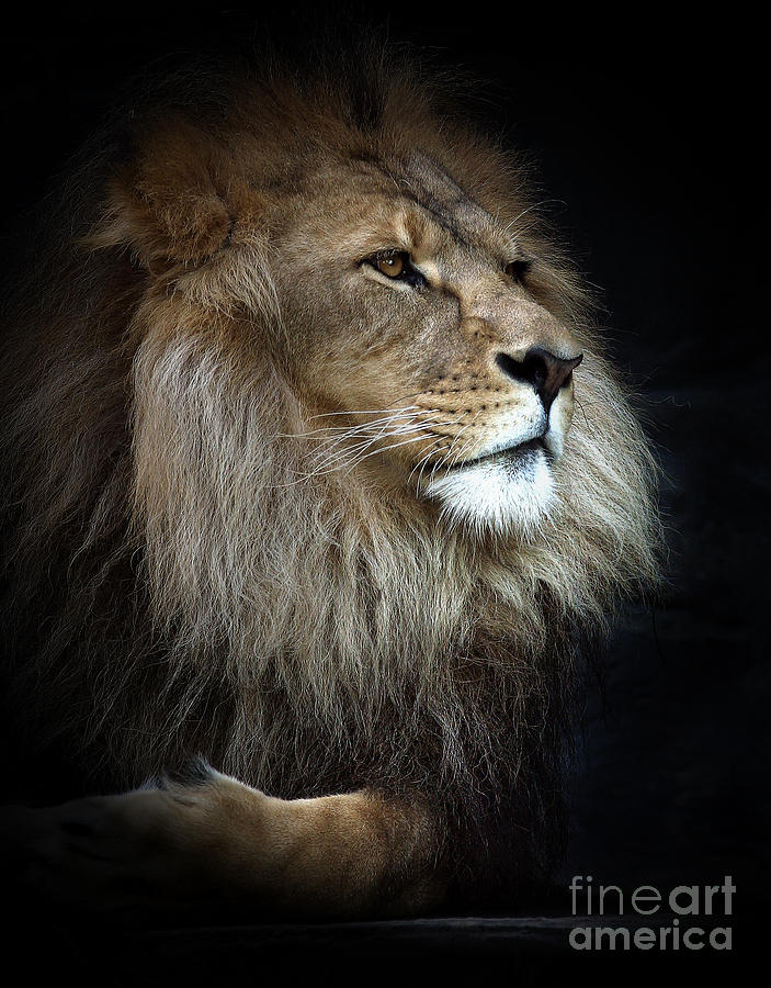 King Of Jungle Photograph - Magnificent lion by Sheila Smart Fine Art Photography