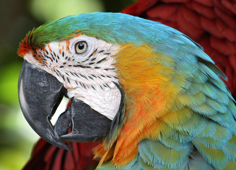 Magnificent Macaw Photograph by David Nicholls