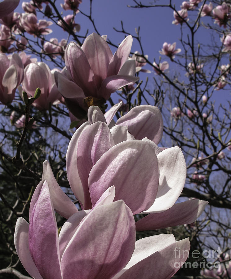 Magnificent Magnolia Photograph by Arlene Carmel