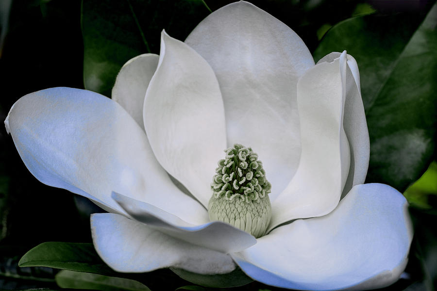 Magnificent Magnolia  Photograph by Dave Bosse