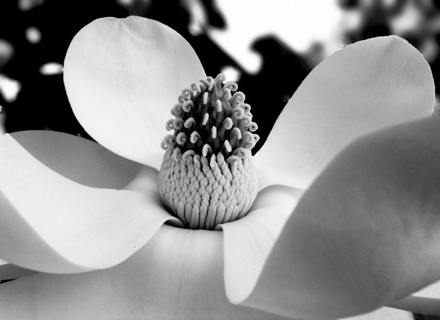 Magnificent Magnolia Photograph By Dawn Gagnon Fine Art America