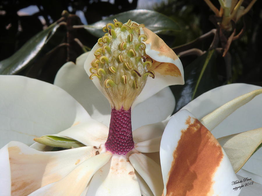 Magnolia Magnicence  Photograph by Michele Penn