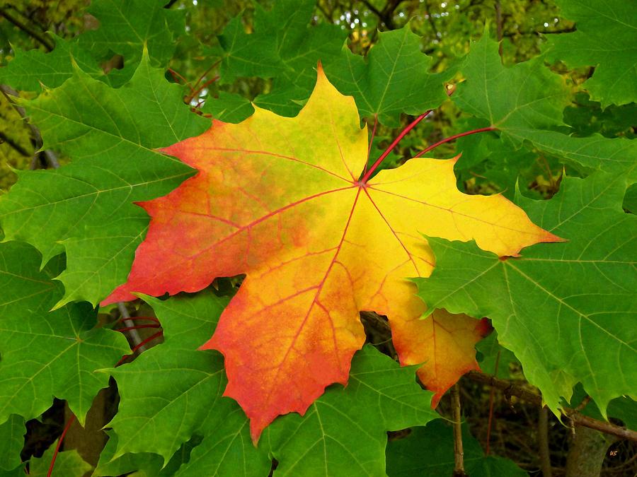 Magnificent Maple Leaf Photograph by Will Borden