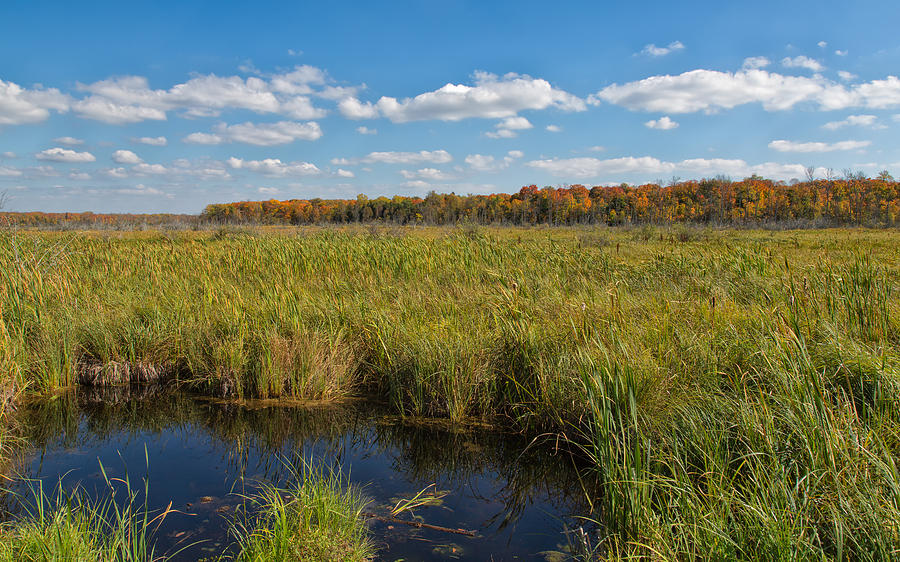 Magnificent Minnesota Marshland Photograph by John M Bailey
