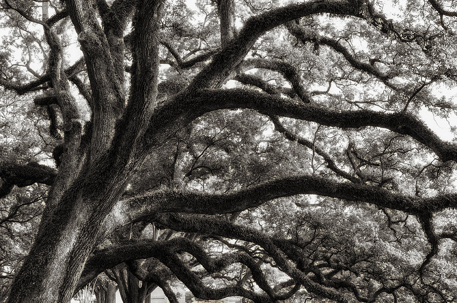 Magnificent Oaks of Louisiana Photograph by Photography  By Sai