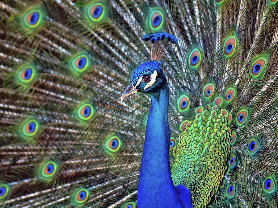 Magnificent Peacock Photograph by Sandra L. Grimm