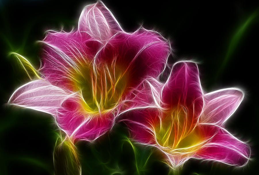 Magnificent Pink Fractal Daylilies Photograph by Kathy Clark