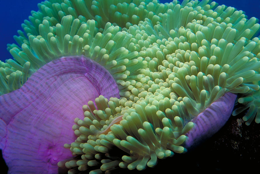 Magnificent Sea Anemone Photograph by F. Stuart Westmorland | Fine Art ...