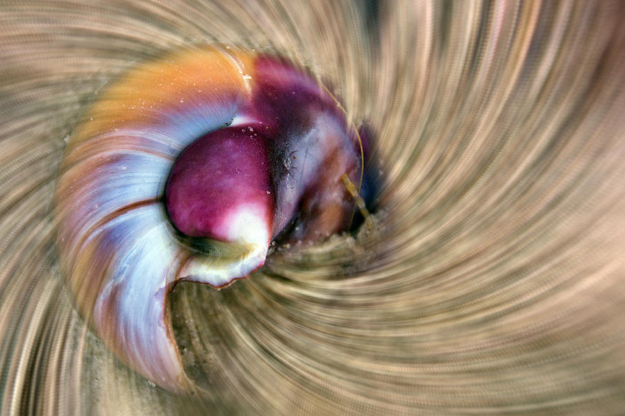 Magnificent Shell Vortex Photograph by Beth Venner