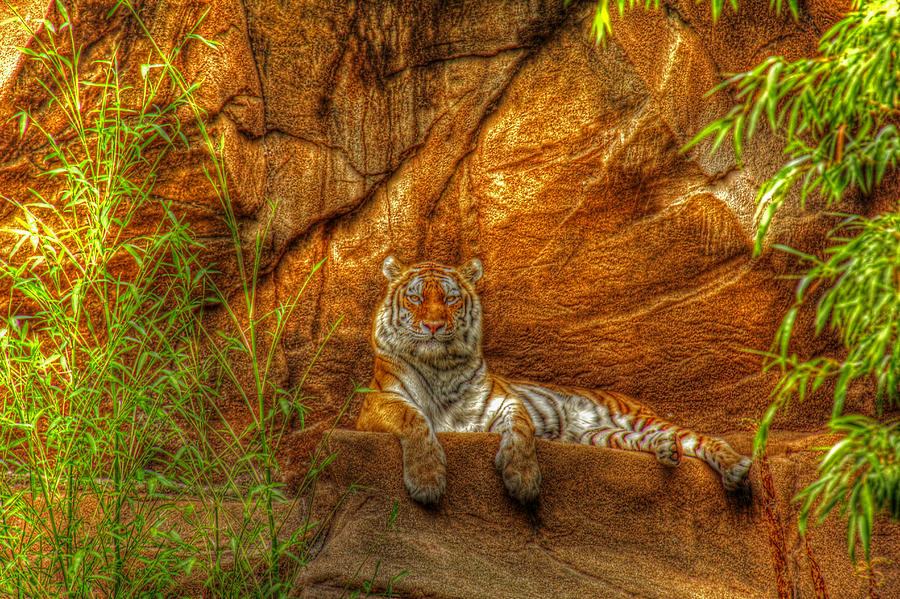 Magnificent Tiger resting Photograph by Andy Lawless