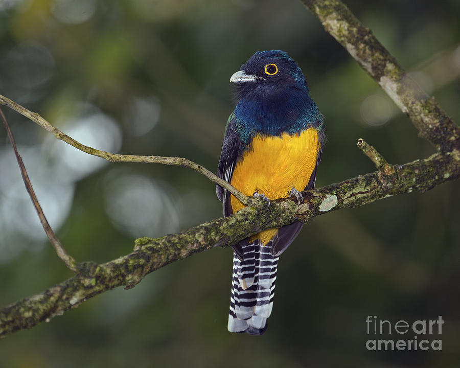 Feather Photograph - Magnificent Trogon... by Nina Stavlund