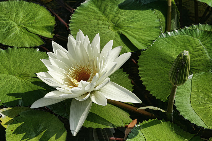 Magnificent White Water Lily Photograph by Kathy Clark