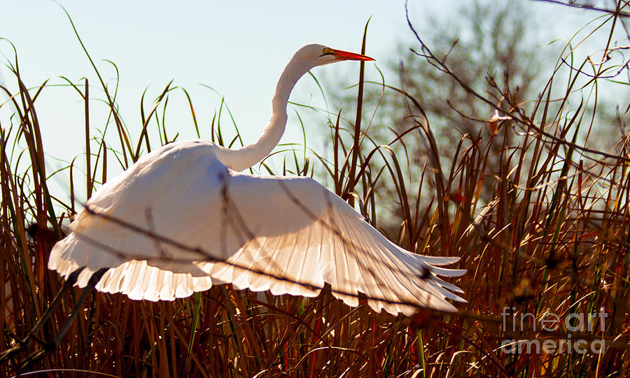 Magnificent Winged Egret  Photograph by Jerry Cowart