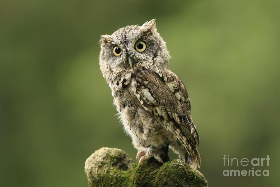 Owl Photograph - Magnifique  Eastern Screech Owl by Inspired Nature Photography Fine Art Photography