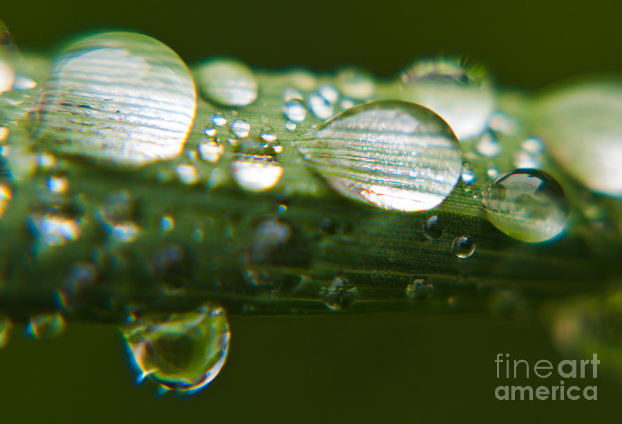 Magnifying Drops Photograph by Cheryl Baxter