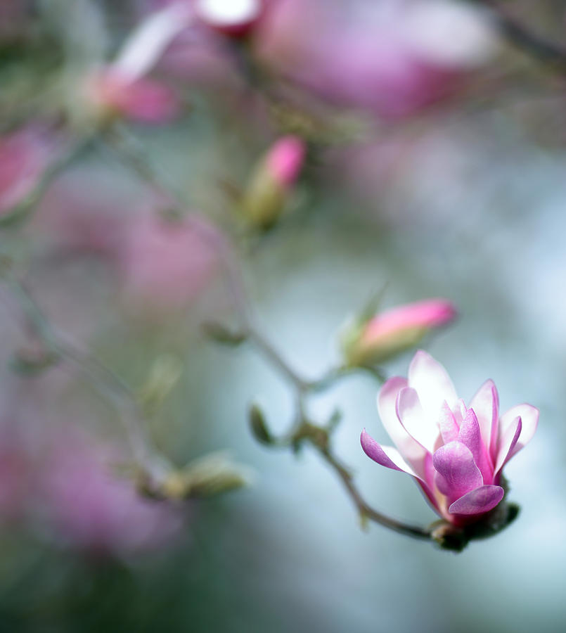 Magnolia Blossom on Tree Photograph by Rebecca Cozart