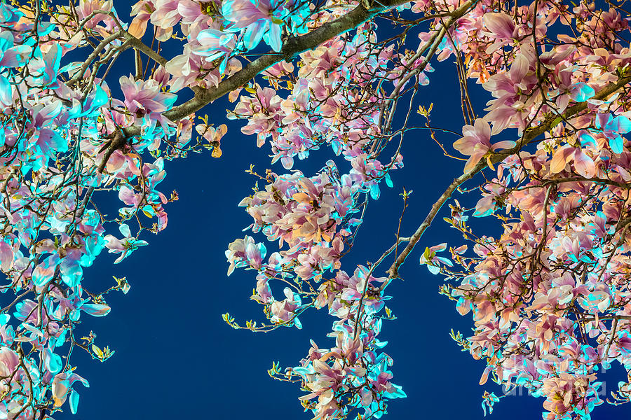 Magnolia-Greenlight Digital Art by Susan Cole Kelly Impressions