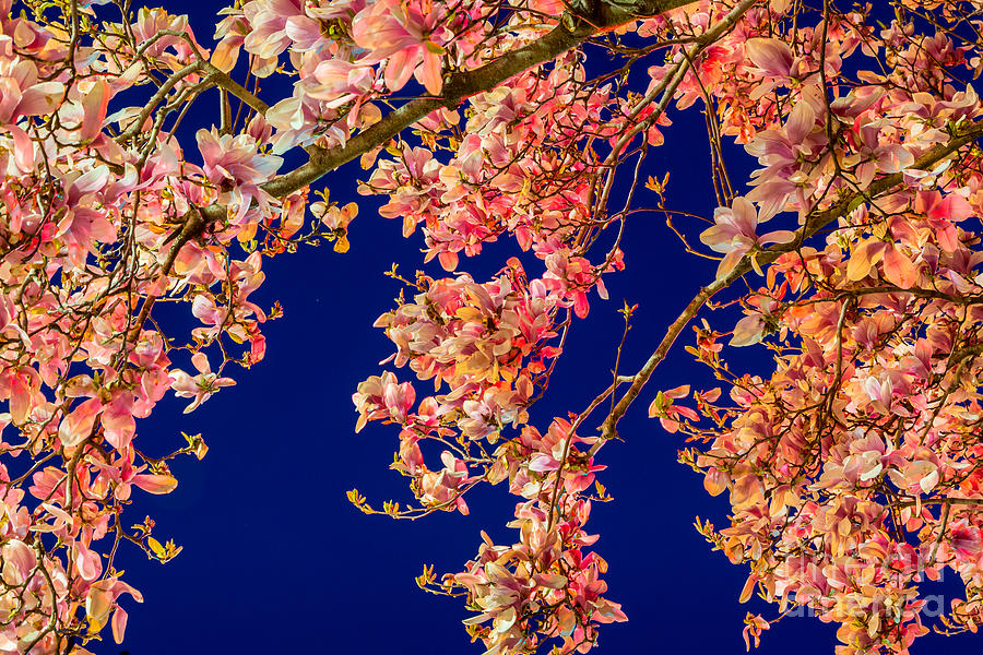 Magnolia - Redlight  Digital Art by Susan Cole Kelly Impressions