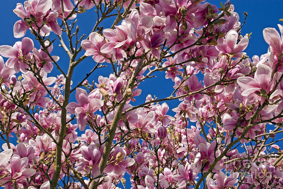 Magnolia 1 Photograph by Rod Jones