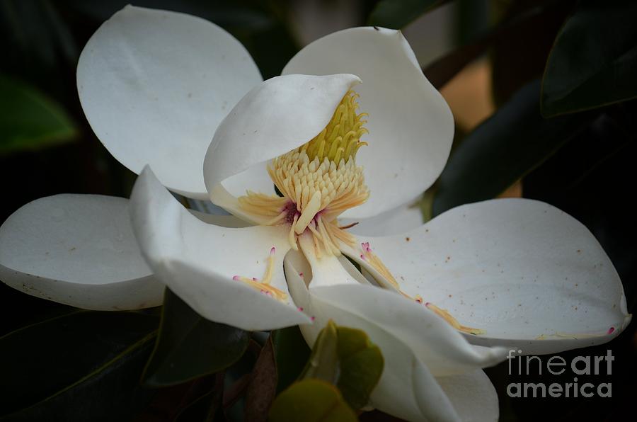 Magnolia 14-1 Photograph by Maria Urso